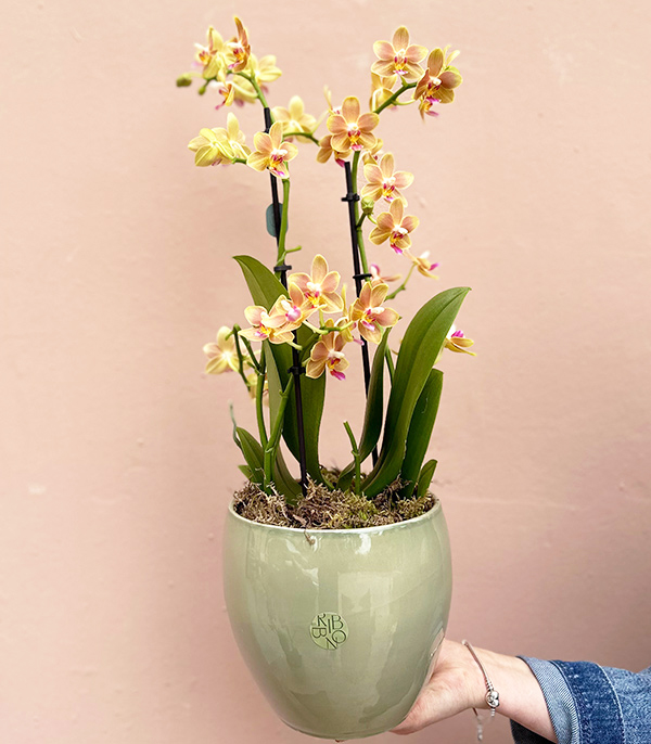 Yellow Bellisimo Orchid in Porcelain Pot Limited Edition