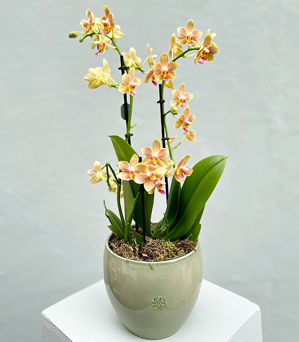 Yellow Bellisimo Orchid in Porcelain Pot Limited Edition