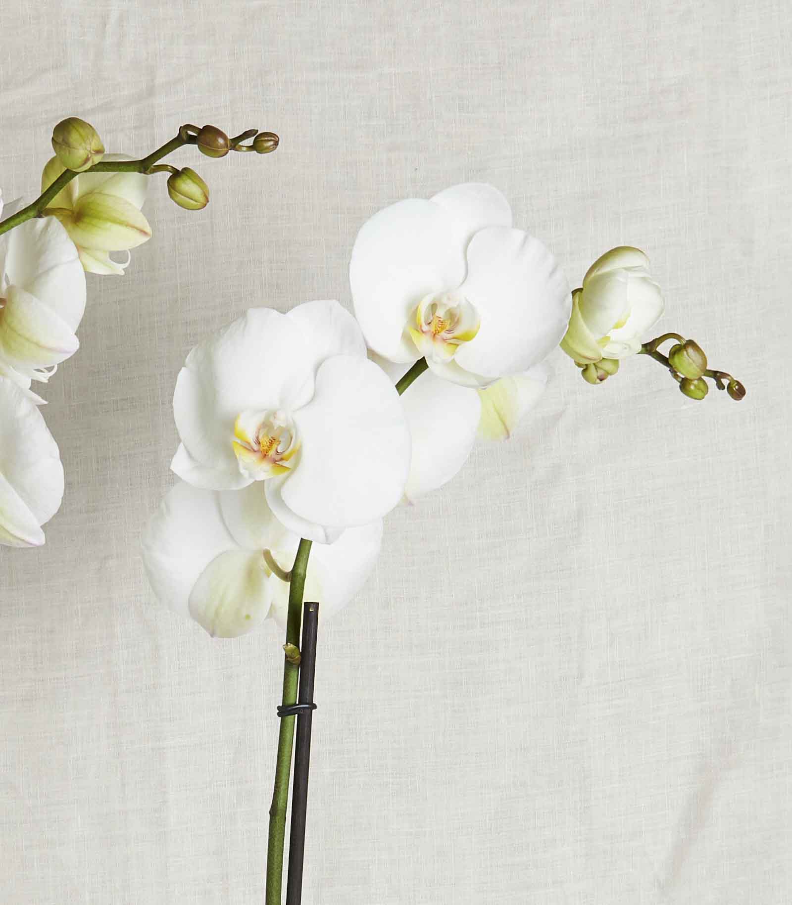 Beyaz Orkide Luxe detay çekim