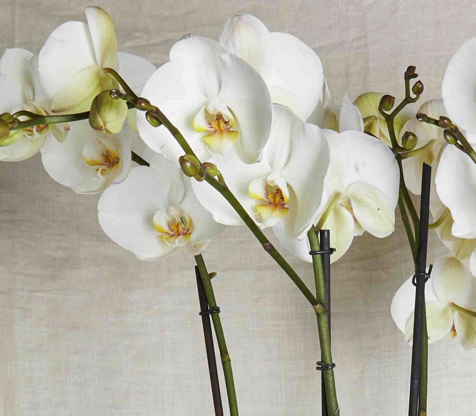 Beyaz Orkide Grand Deluxe detay çekim