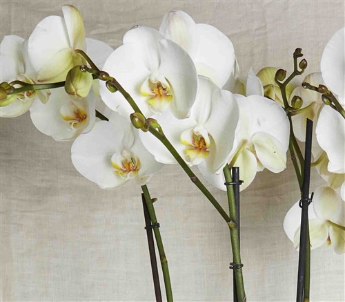 Grand Deluxe Black Potted Orchid 6 Branches White