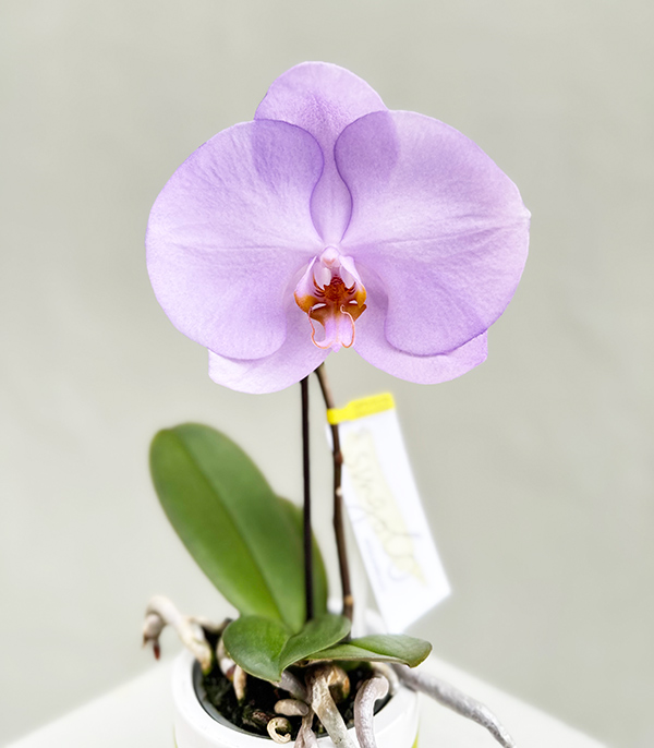 Beyaz Saksıda Mini Singolo Lila Orkide