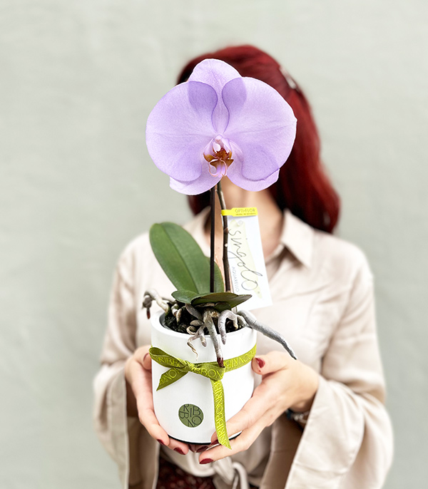 Beyaz Saksıda Mini Singolo Lila Orkide