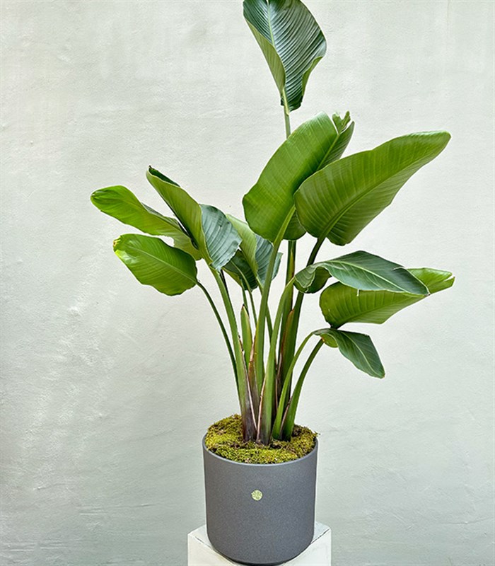 Strelitzia Gri Seramik Saksıda Starliçe Cennet Kuşu Bitkisi Deluxe 150 cm