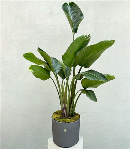 Strelitzia Gri Seramik Saksıda Starliçe Cennet Kuşu Bitkisi Deluxe 150 cm