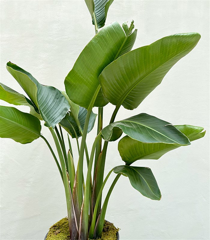 Strelitzia Gri Seramik Saksıda Starliçe Cennet Kuşu Bitkisi Deluxe 150 cm