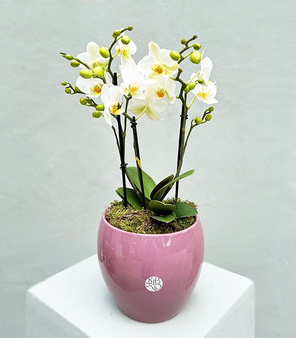 White Bellisimo Orchid in Porcelain Pot Limited Edition