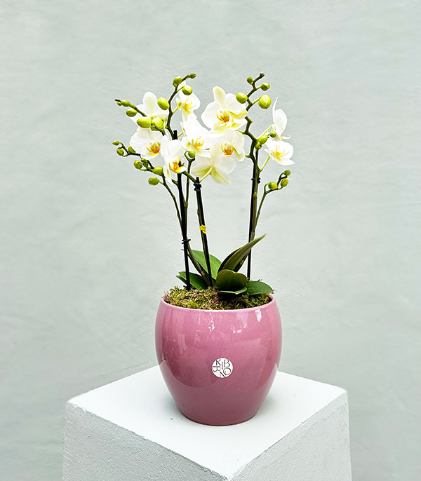 Porselen Saksıda Beyaz Bellisimo Orkide Limited Edition
