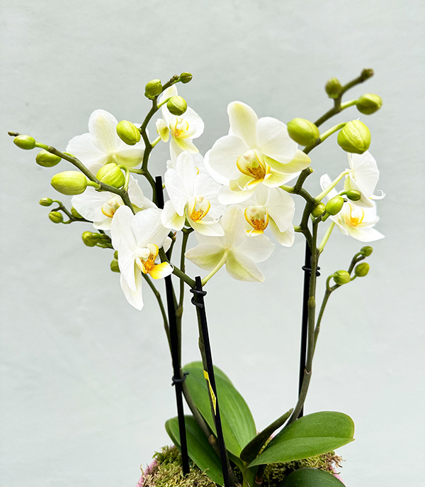 White Bellisimo Orchid in Porcelain Pot Limited Edition