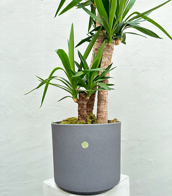 Yucca Tree Plant 3 Stem in Ceramic Pot 120 cm
