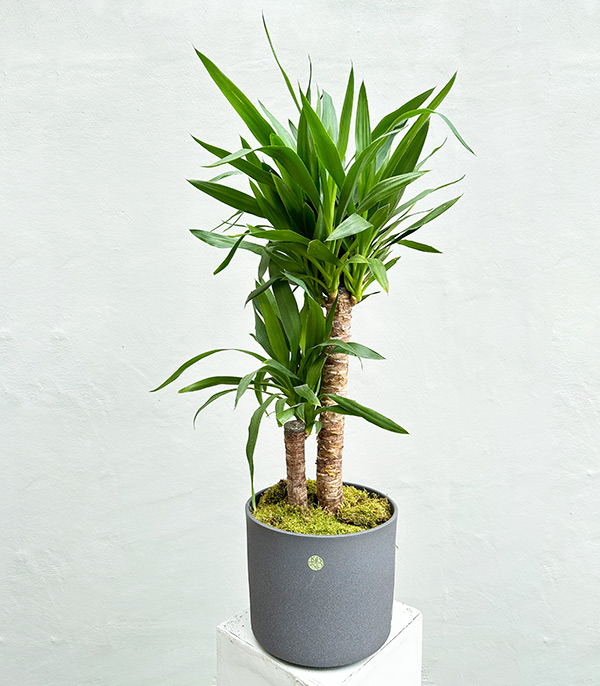 Yucca Tree Plant 2 Stem in Ceramic Pot 95 cm