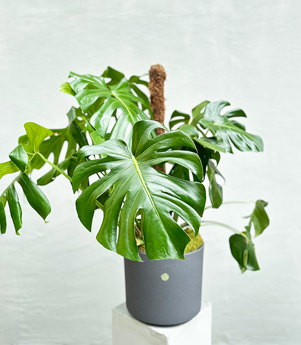 Monstera Deliciosa Seramik Saksıda Deve Tabanı Deluxe