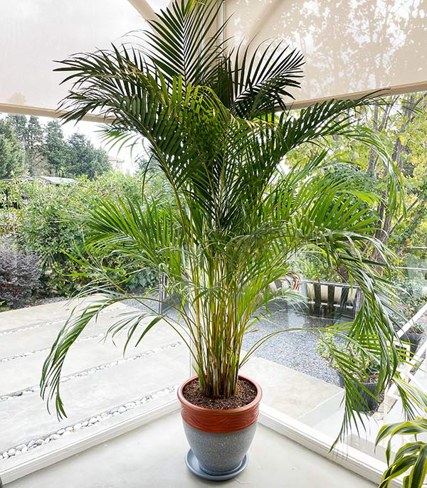 Royal Deluxe Areca Dypsis Lutescens Areca Palm in Concrete Pot 200 cm