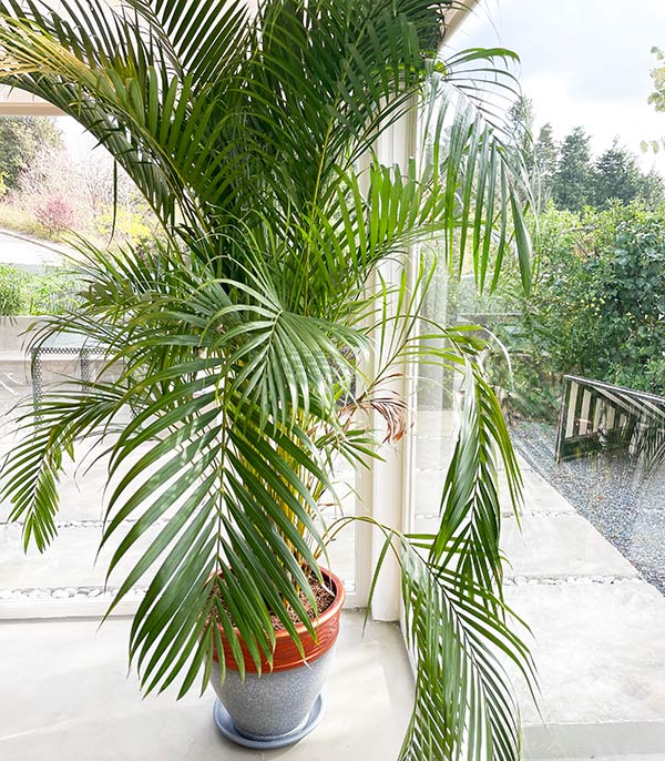 Royal Deluxe Areca Dypsis Lutescens Areca Palm in Concrete Pot 200 cm