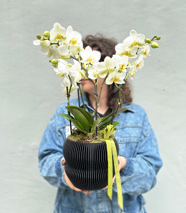 White Bellisimo Orchid in 3D Printed Black Pot