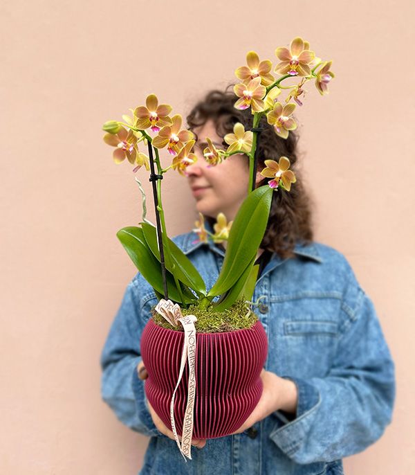 Coral Bellisimo Orchid in 3D Printed Burgundy Pot