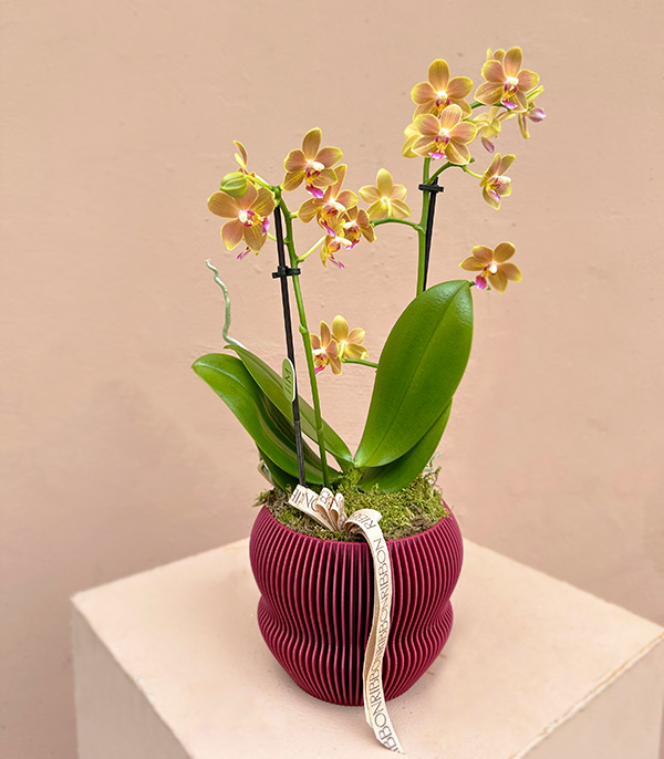 Coral Bellisimo Orchid in 3D Printed Burgundy Pot