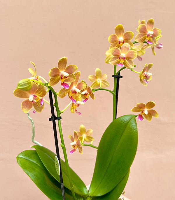 Bordo 3D Printed Saksıda Nar Çiçeği Bellisimo Orkide