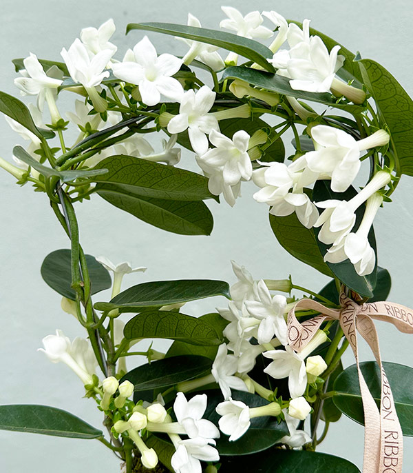 Somon 3D Printed Saksıda Beyaz Yasemin Çiçeği
