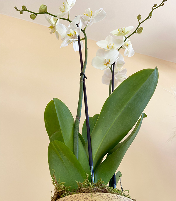 Orchid White in Handcrafted Ceramic Pot