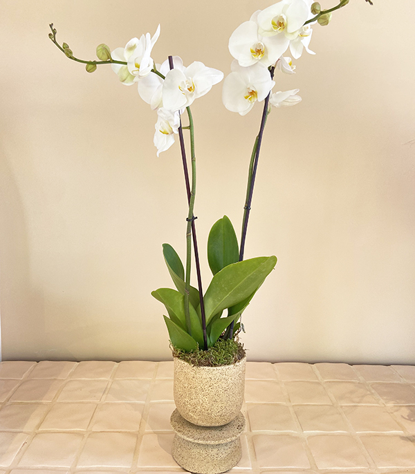 El İşi Seramik Saksıda Orkide Beyaz