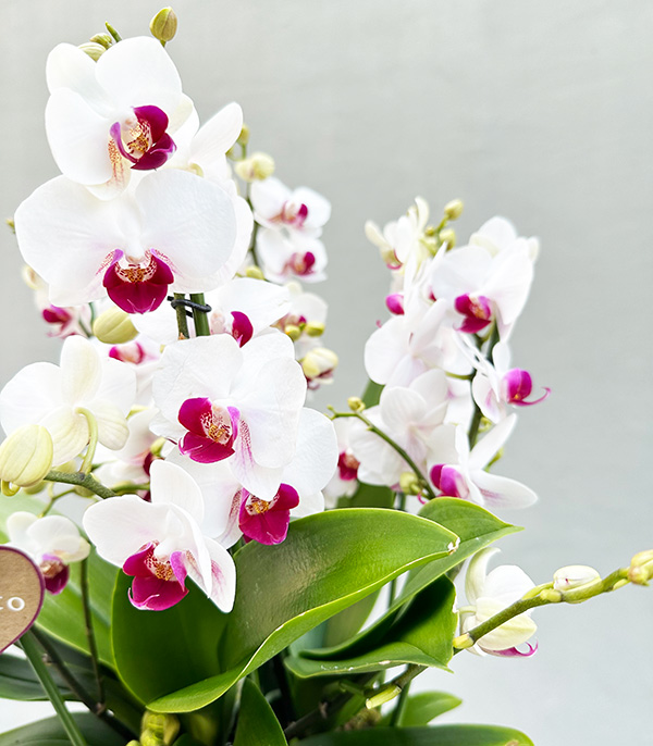 Grand White Bellisimo Orchid in Black Pot