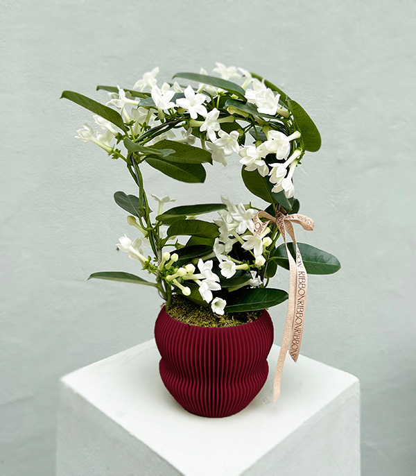 Bordo 3D Printed Saksıda Beyaz Yasemin Çiçeği