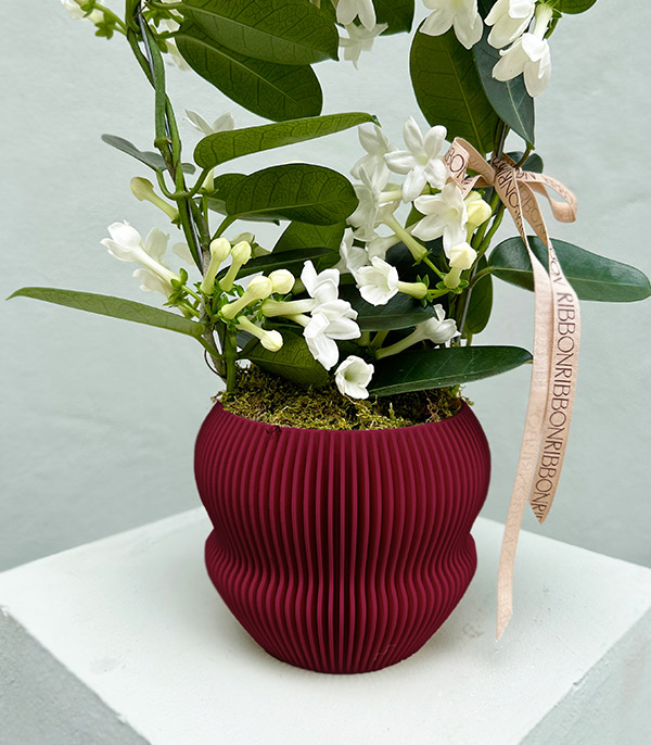 White Jasmine Flower  in 3D Printed Burgundy Pot