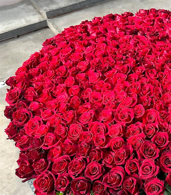 500 Kırmızı Gül Empire Deluxe Kutu Aranjman