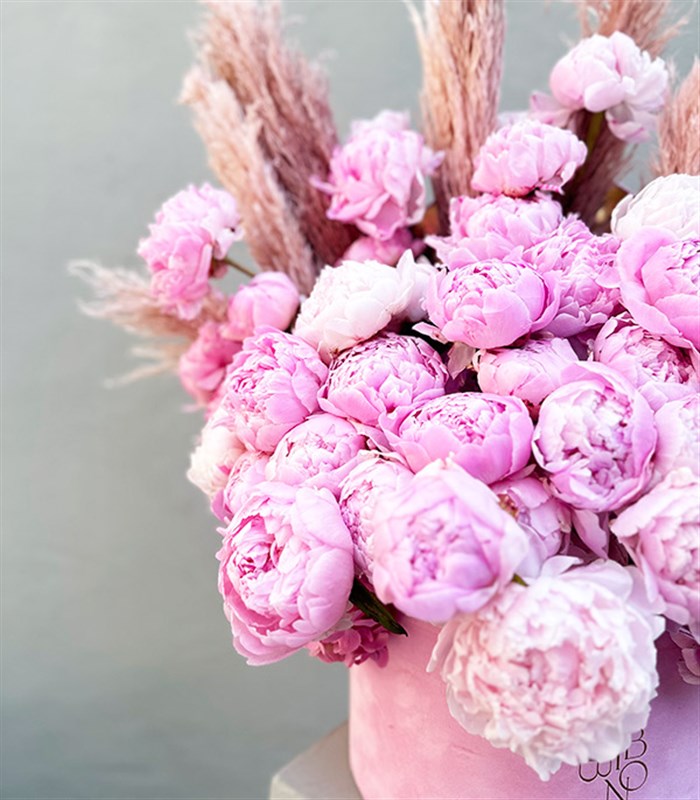 Grand Kutuda 50 Şakayık Pembe