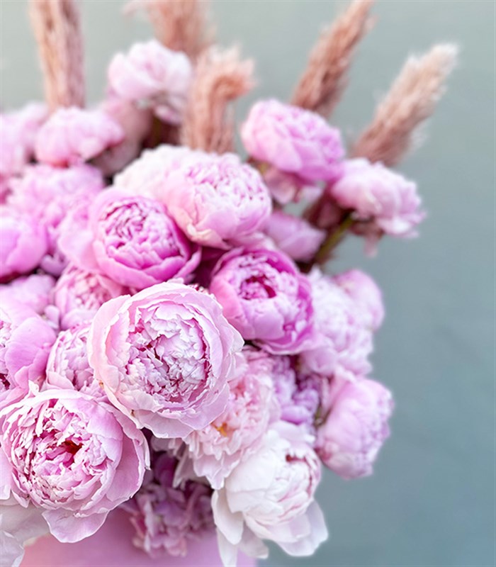 Grand Kutuda 50 Şakayık Pembe