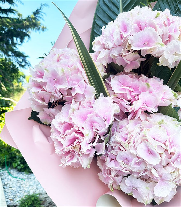 Deluxe Marsilio Pembe Ortanca Buketi