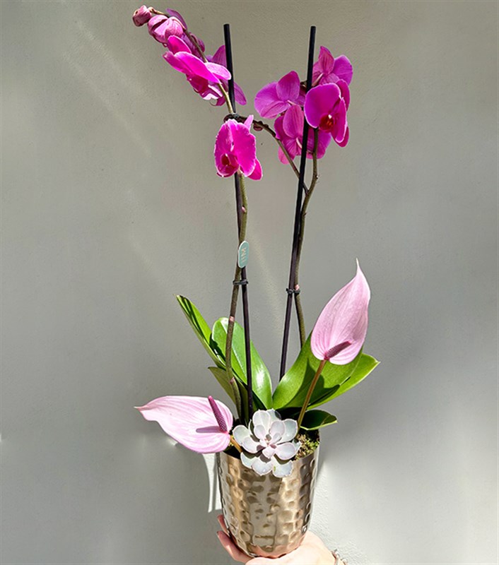 Lady Pink Luxe Chrome Vazoda Orkide Pembe