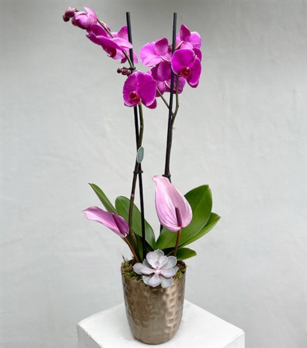 Lady Pink Luxe Chrome Vazoda Orkide Pembe