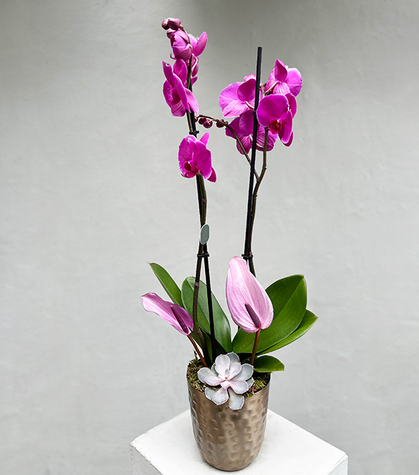 Lady Pink Luxe Chrome Vase Orchid Pink