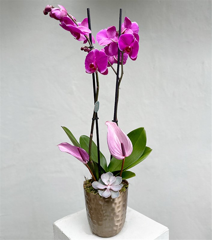 Lady Pink Luxe Chrome Vazoda Orkide Pembe