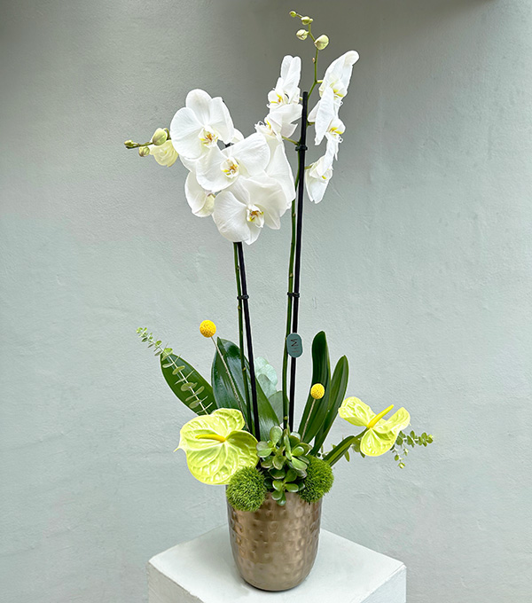 Lady White Luxe Chrome Vase Orchid White