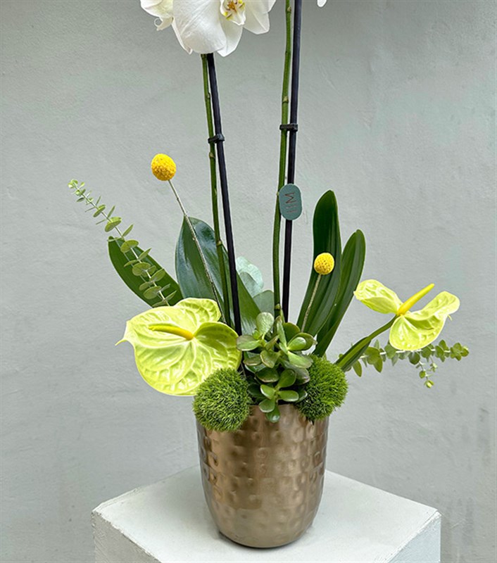 Lady White Luxe Chrome Vazoda Orkide Beyaz 2 Dallı