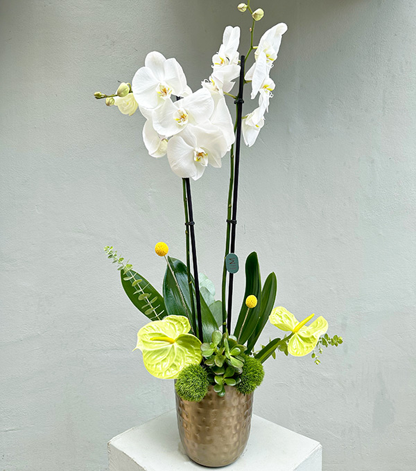 Lady White Luxe Chrome Vase Orchid White
