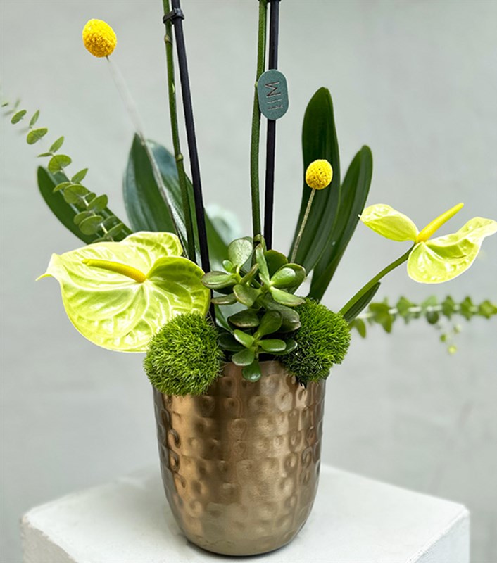 Lady White Luxe Chrome Vazoda Orkide Beyaz 2 Dallı