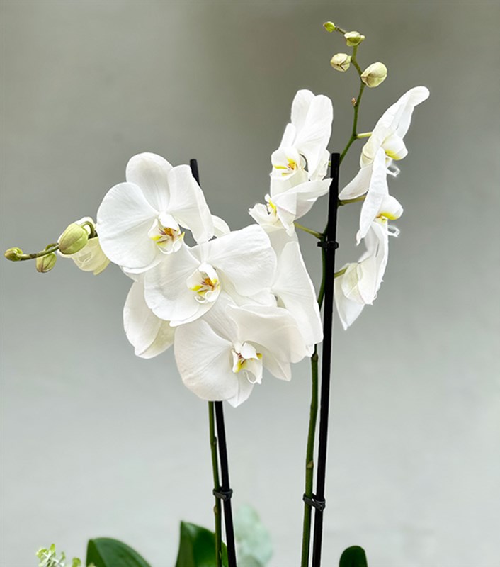 Lady White Luxe Chrome Vazoda Orkide Beyaz 2 Dallı