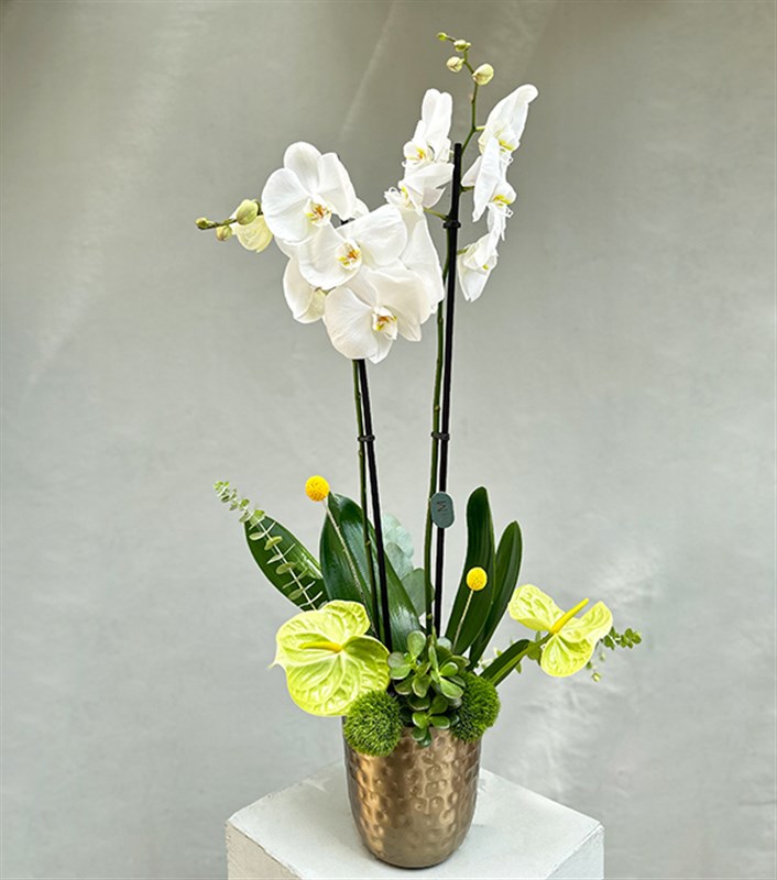 Lady White Luxe Chrome Vazoda Orkide Beyaz 2 Dallı