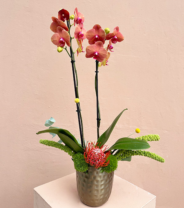 Lady Coral Luxe Chrome Vazoda Orkide Narçiçeği