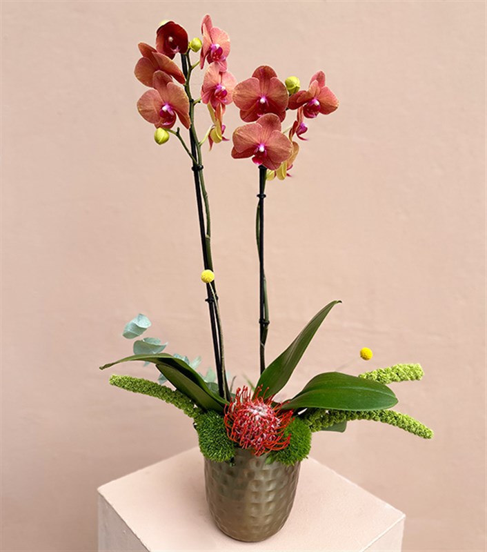 Lady Coral Luxe Chrome Vazoda Orkide Narçiçeği 2 Dallı