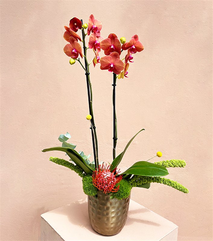 Lady Coral Luxe Chrome Vazoda Orkide Narçiçeği 2 Dallı