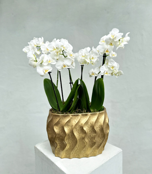 White Bellisimo Orchid in Deluxe Gold Pot