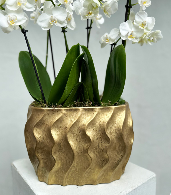 White Bellisimo Orchid in Deluxe Gold Pot