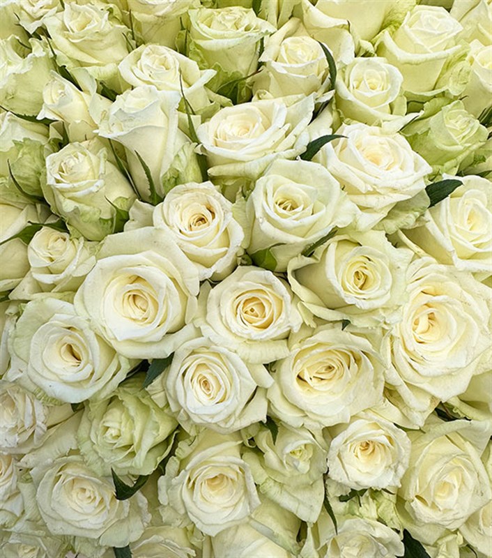 Cafuné 600 Beyaz Gül 2 Katlı Gül Aranjmanı Empire Deluxe