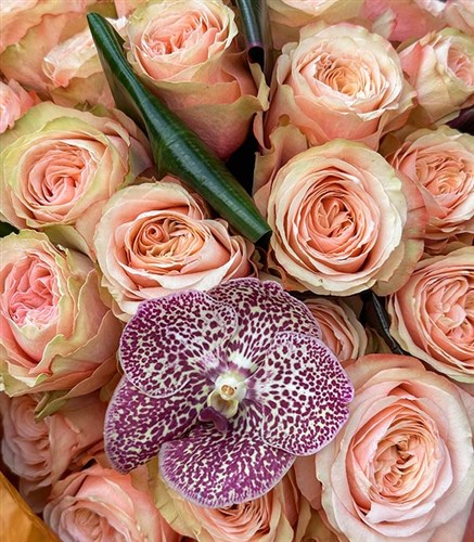 Grand Deluxe 50 Salmon Roses Bouquet