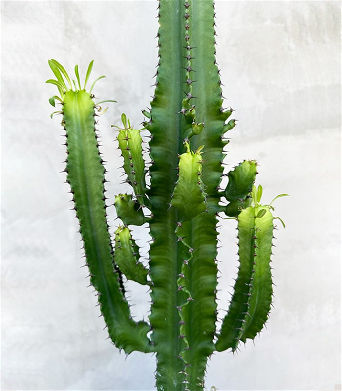 Dev Kaktüs Seramik Saksıda Euphorbia Ingens